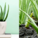 How To Care For An Aloe Vera Plant Indoors