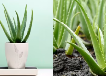 How To Care For An Aloe Vera Plant Indoors