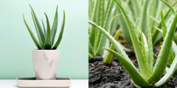 How To Care For An Aloe Vera Plant Indoors