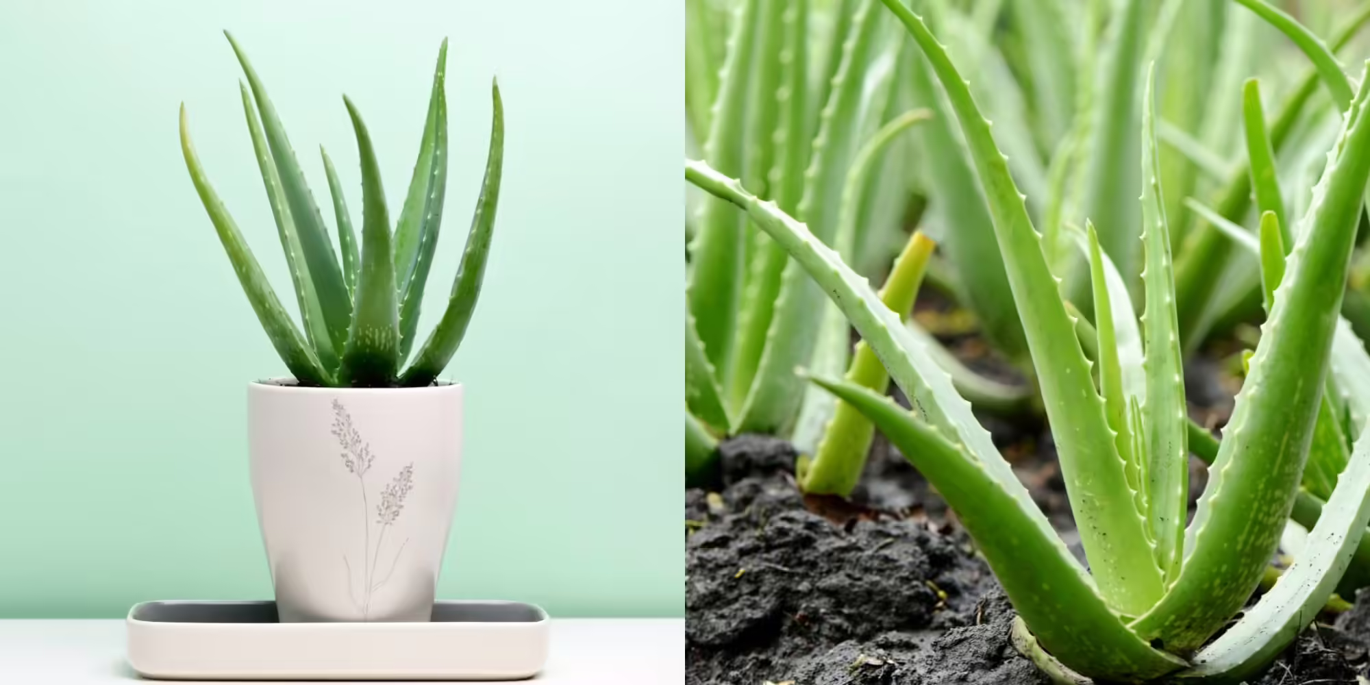 How To Care For An Aloe Vera Plant Indoors