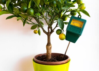 How To Care For A Lemon Tree Indoors