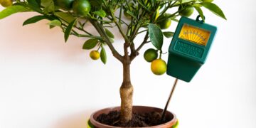 How To Care For A Lemon Tree Indoors