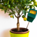 How To Care For A Lemon Tree Indoors: Complete Guide 25 How To Care For A Lemon Tree Indoors