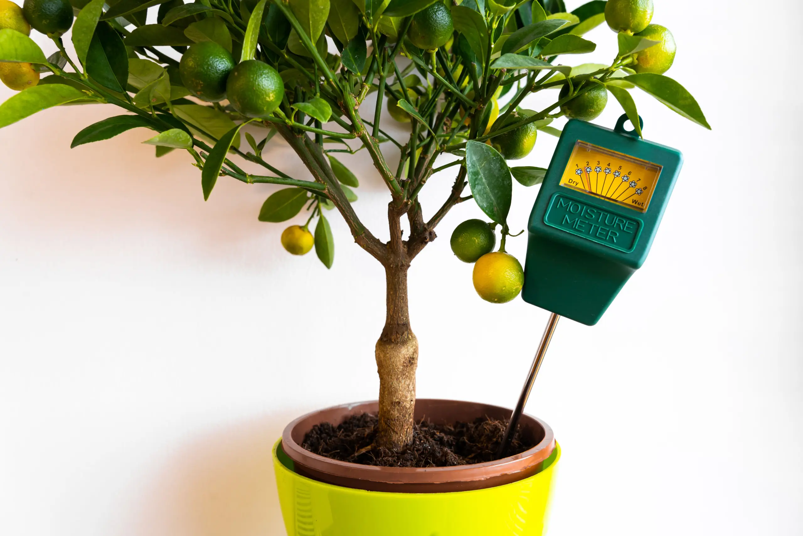 How To Care For A Lemon Tree Indoors