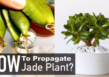 propagating jade plant