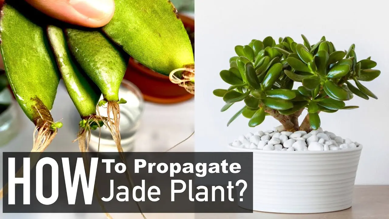propagating jade plant