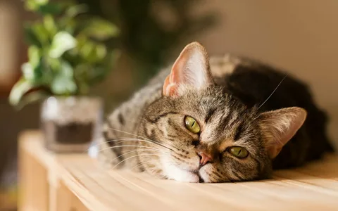 dracaena plant and cats
