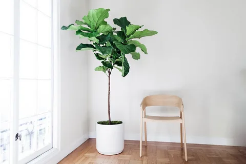 care for fiddle leaf
