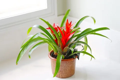 bromeliad light requirements