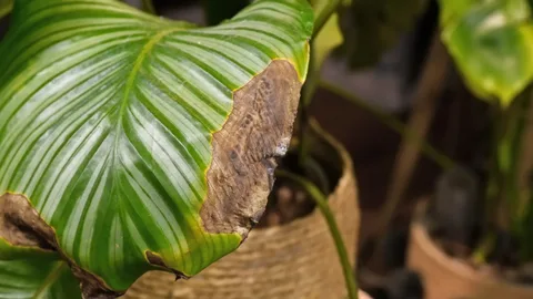 Calathea orbifolia