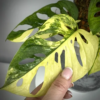 monstera deliciosa plant care