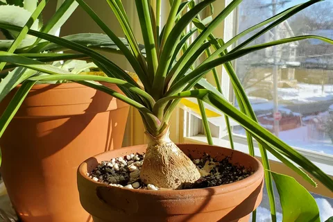 how do you care for a ponytail palm
