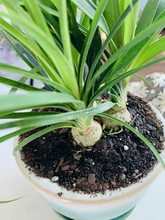 care for ponytail palm plant
