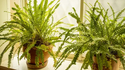Fern Indoor
|Increase humidity for houseplants