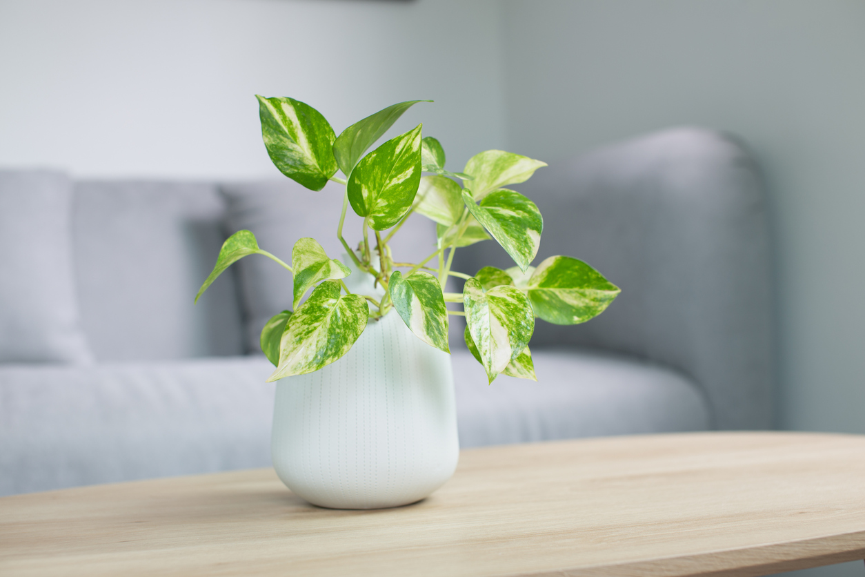 houseplants toxic cats
