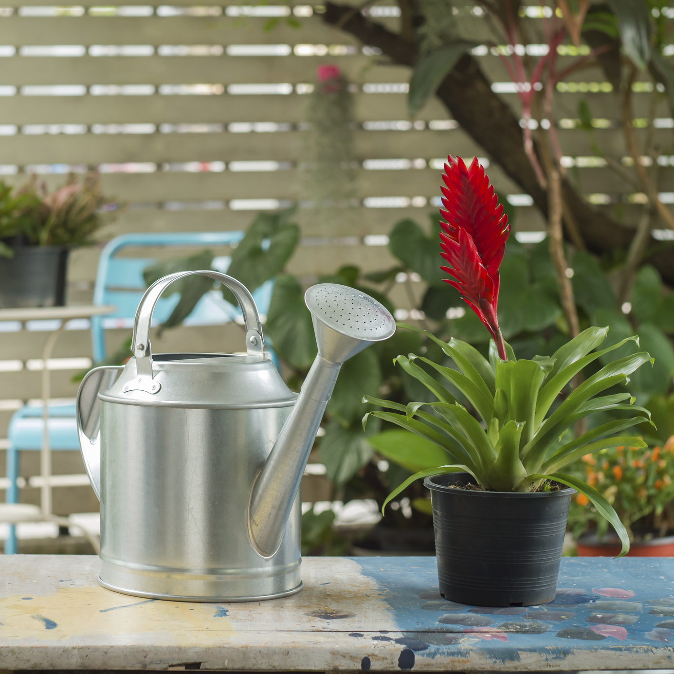 growing bromeliads in pots
