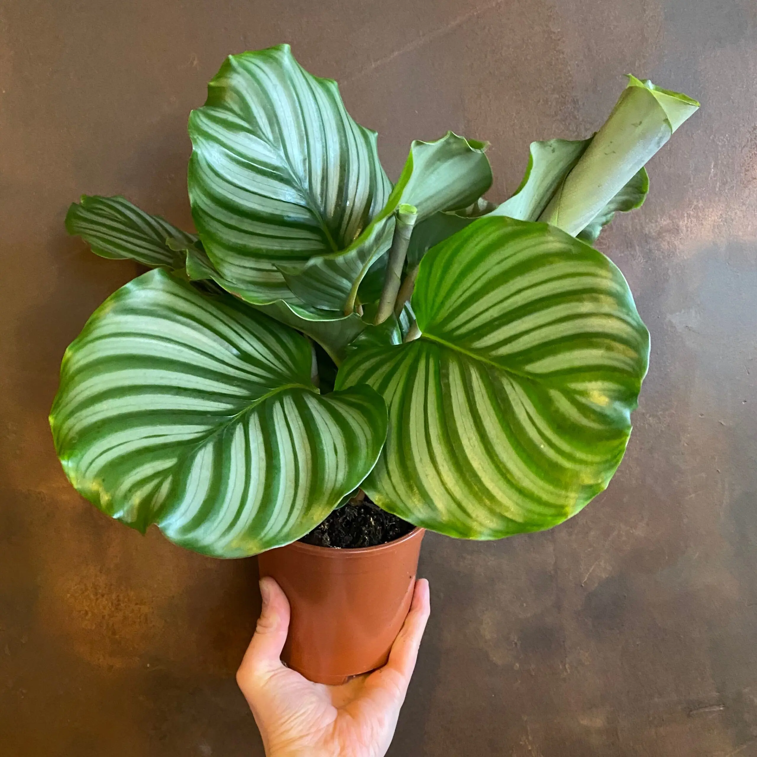 soil mix for calathea orbifolia
