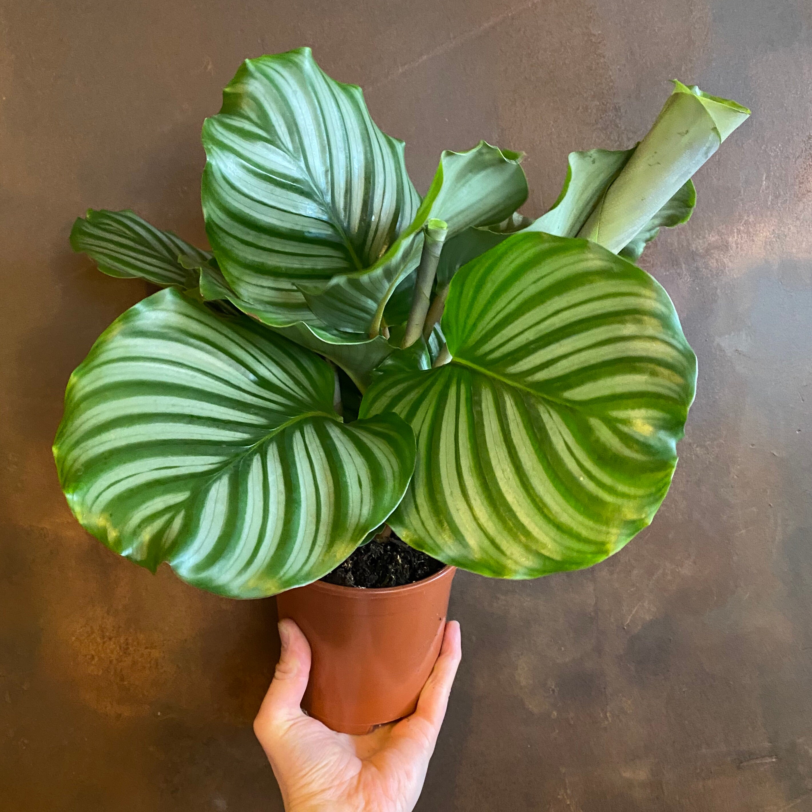 soil mix for calathea orbifolia

