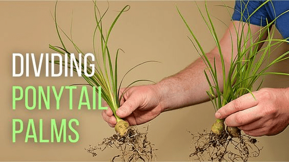 Ponytail Palm Care