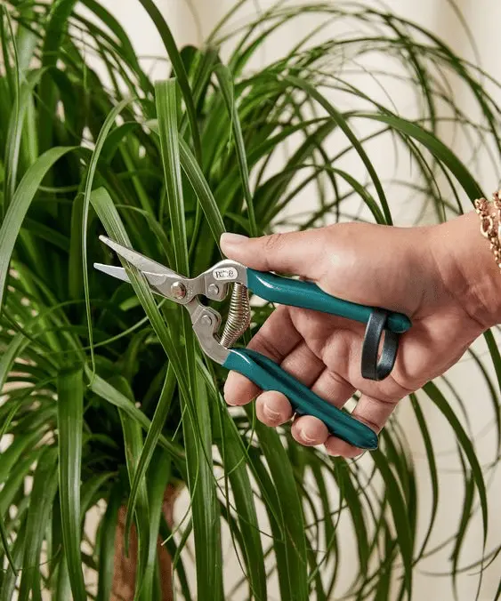 Propagating Ponytail Palm