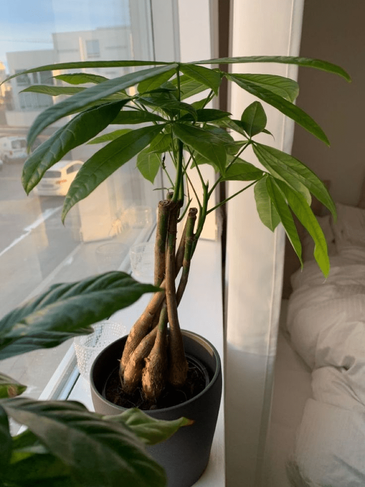 how to repot money tree plant