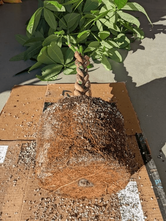 how do you repot a money tree plant
