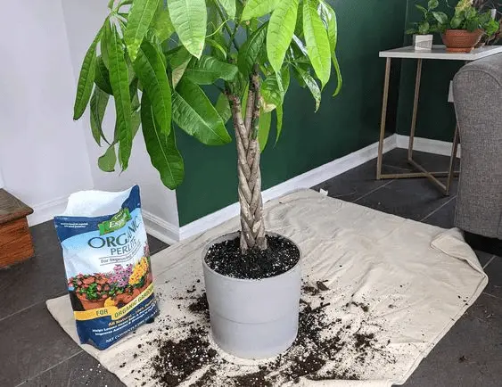 how do you repot a money tree
