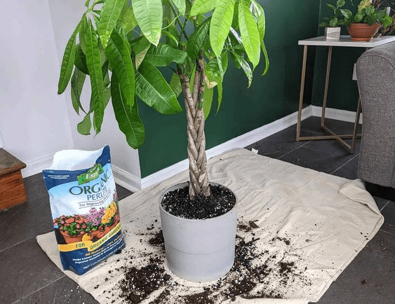 how do you repot a money tree
