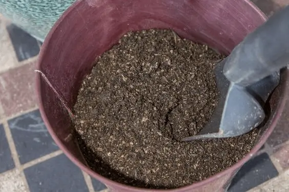how to care for a pachira money tree