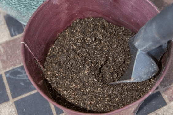 how to care for a pachira money tree