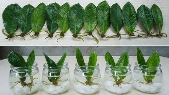 how to propagate money tree in water

