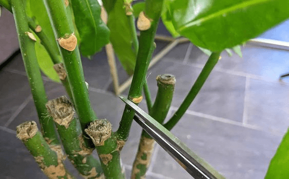 how to grow a money tree from a cutting
