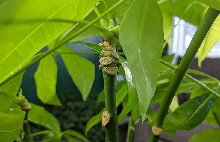 how to propagate a money tree in water
