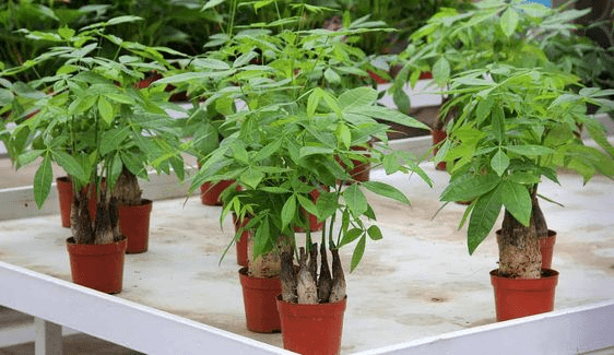 propagate money tree from trunk
