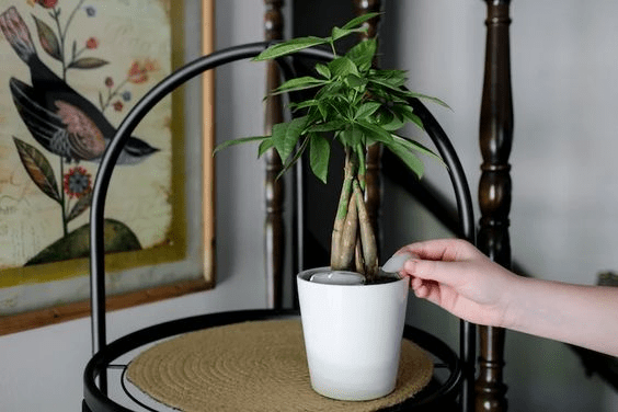 propagate money tree from stem
