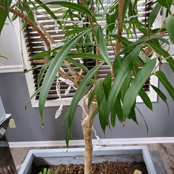 Ficus Alii leaves