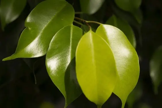 ficus alii dropping leaves
