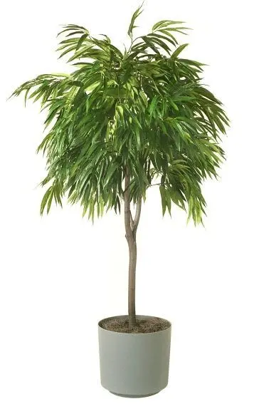 ficus alii soil