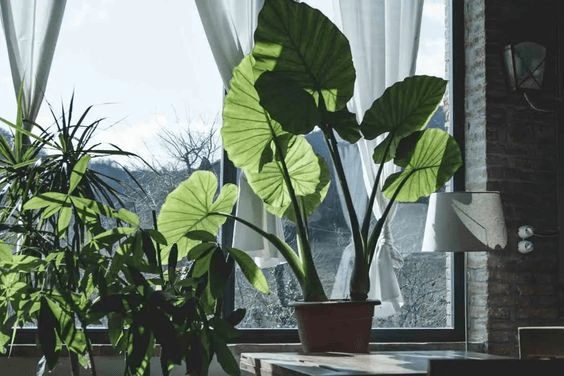 elephant plant care indoor
