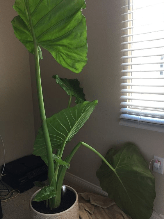 elephant plant care indoor
