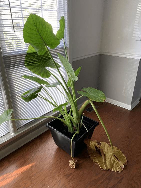 elephant ear plant indoor care
