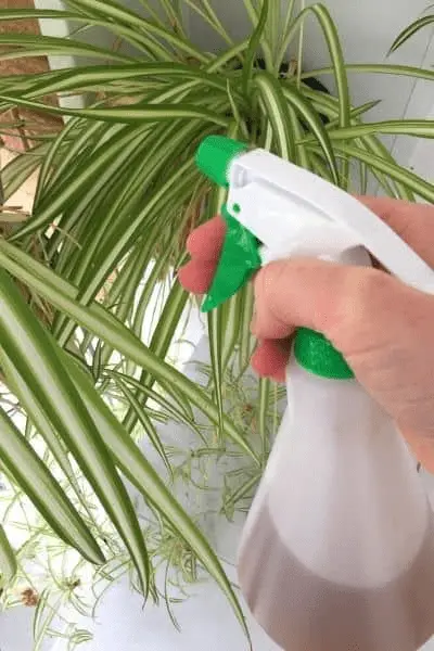 Airplane Plant Care: Ultimate Indoor Growing Guiding 4 How To Water Spider Plants