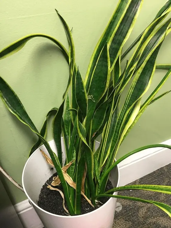 Airplane Plant Care: Ultimate Indoor Growing Guiding 7 how do i take care of a spider plant