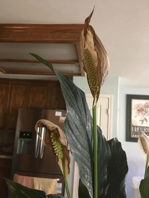 peace lily plant leaves turning yellow