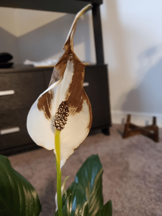 peace lily flower turning brown