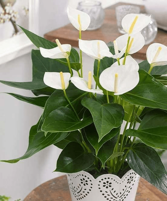 peace lily leaves turning brown
