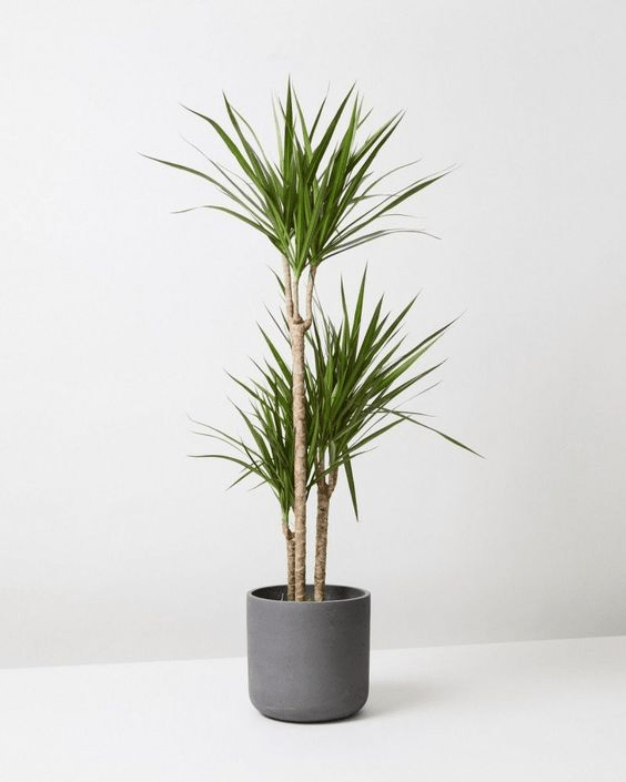 How to Care for Dracaenas 