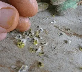 Propagating Aloe Vera Plants: The Best Guidance 3 propagating aloe vera
| How To Grow Aloe Vera From Seeds