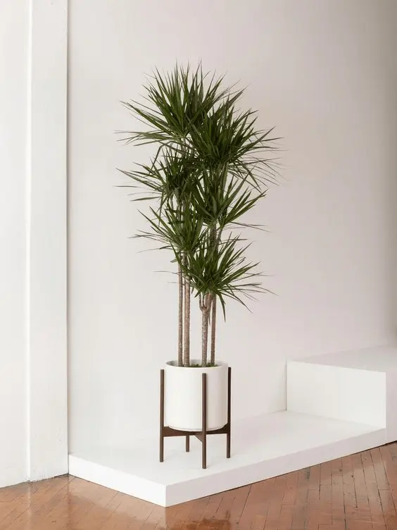 dracaena lucky bamboo care