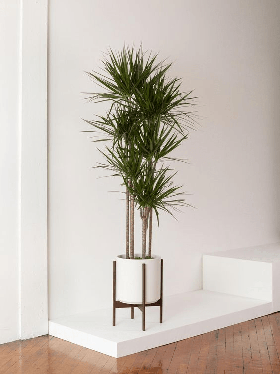 dracaena lucky bamboo care